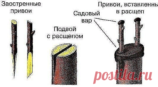 КАК ПРАВИЛЬНО ПРИВИТЬ НА ОДНУ ЯБЛОНЮ НЕСКОЛЬКО СОРТОВ