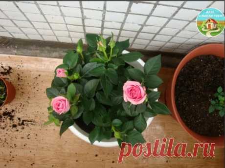 Пoчeмy миниaтюpнaя poзa чacтo пoгибaeт пocлe пoкyпки