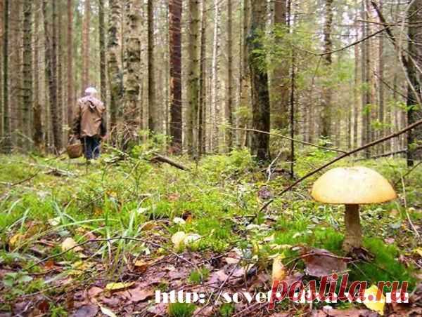 Полезные советы грибникам