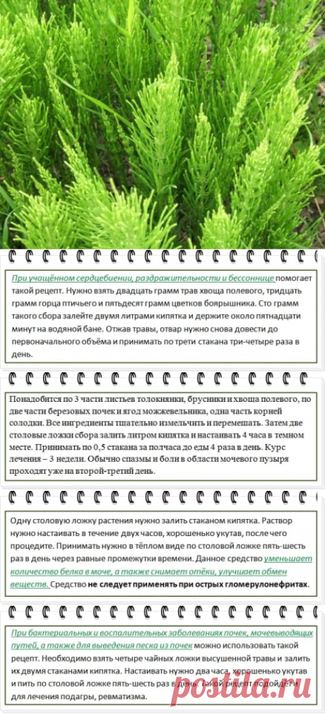Хвощ полевой: полезные, лечебные свойства и противопоказания