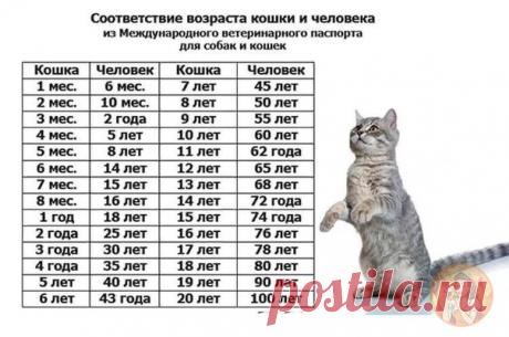 Определяем возраст кошек и собак