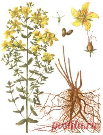Трава зверобой - чем полезна для организма человека?