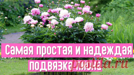 Опоры больше не нужны. Покажу, как быстро и крепко подвязать пион | Волшебная грядка | Дзен