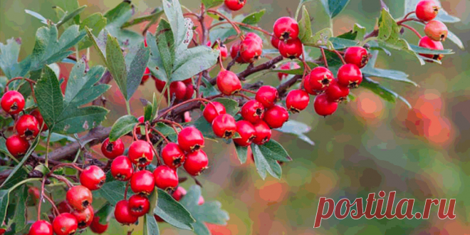 Целебные травы, плоды и сборы