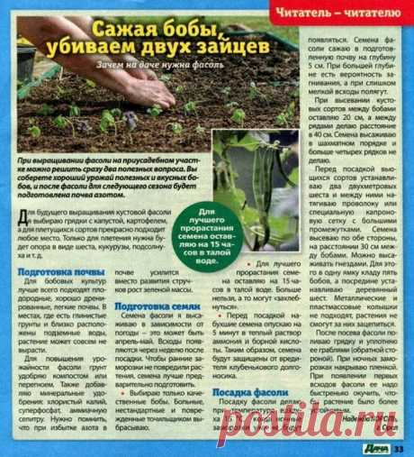 Сажаем фасоль
 ПОДКОРМКИ ОВОЩЕЙ