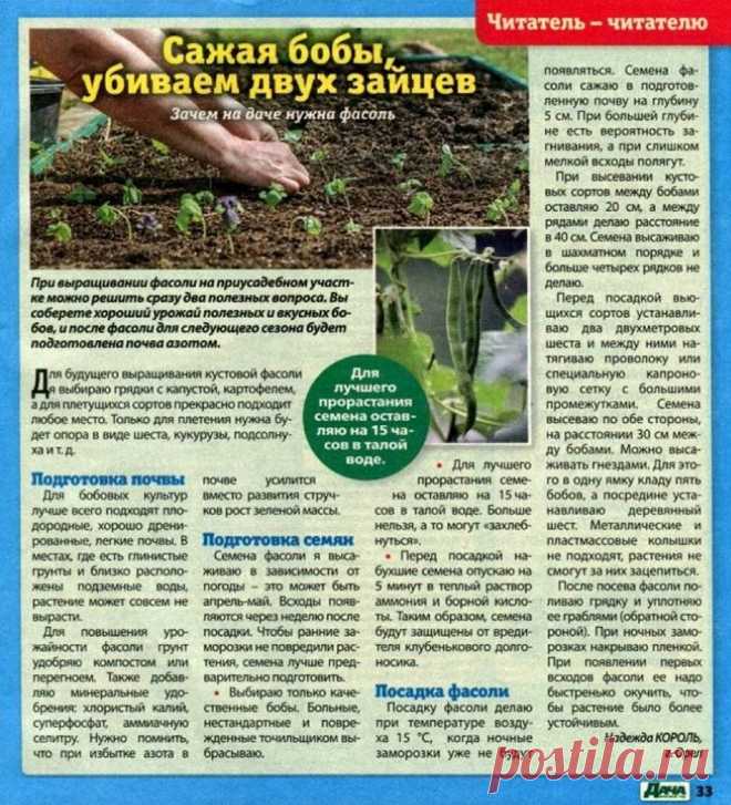 Сажаем фасоль