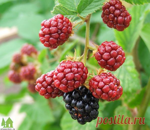 Размножение ежевики | Дачная жизнь - сад, огород, дача