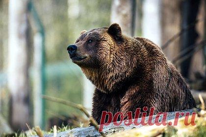 В российском регионе проснулись медведи. В Надымском районе Ямало-Ненецкого автономного округа (ЯНАО) медведи вышли из зимней спячки. Об этом сообщил «Север пресс» в Telegram-канале. Известно, что несколько особей диких животных заметили во время облета на вертолете. Медведи вышли из спячки позднее обычного на Ямале из-за холодной весны.