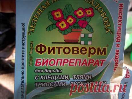 Как вывести паутинного клеща с комнатной розы?