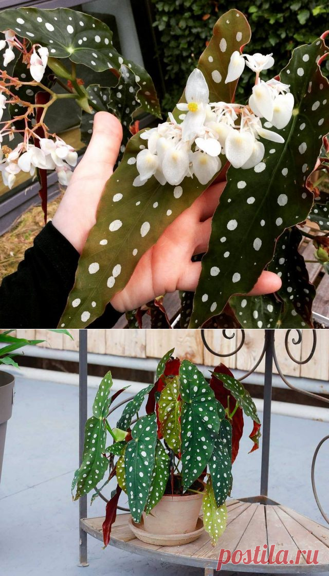 Бегония пятнистая — зеленые листья в белый горошек. Уход в домашних условиях. Фото — Ботаничка.ru