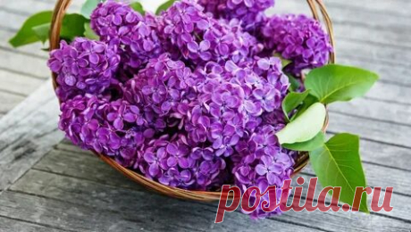 цветы сирени фото: 3 тыс изображений найдено в Яндекс Картинках