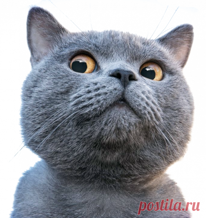 Прикольные фотографии котиков. Кити кити юмор. Подборка №milayaya-cat-40230518062020 . Милая Я