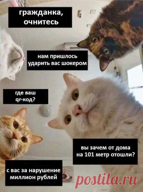 Наташ, ты спишь?: подборка мемов с котиками Наташи, которые