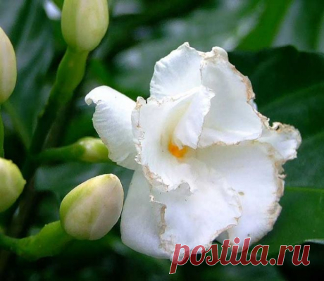 Табернемонтана дивариката и вариегата(Tabernaemontana divaricata variegata) | Блог ZooFitoSfera о растениях, животных и интересном