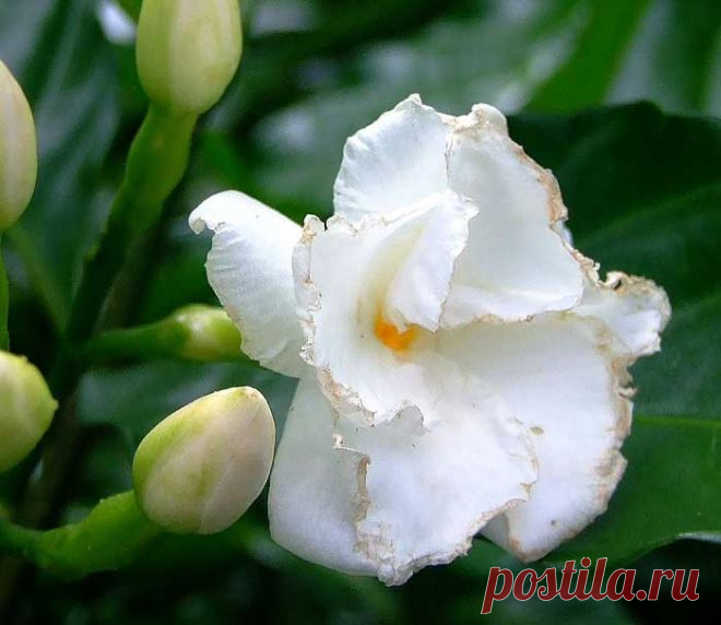Табернемонтана дивариката и вариегата(Tabernaemontana divaricata variegata) | Блог ZooFitoSfera о растениях, животных и интересном