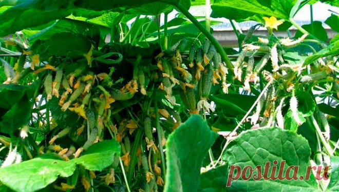 О ВЫГОДНЫХ ПУЧКОВЫХ ОГУРЦАХ