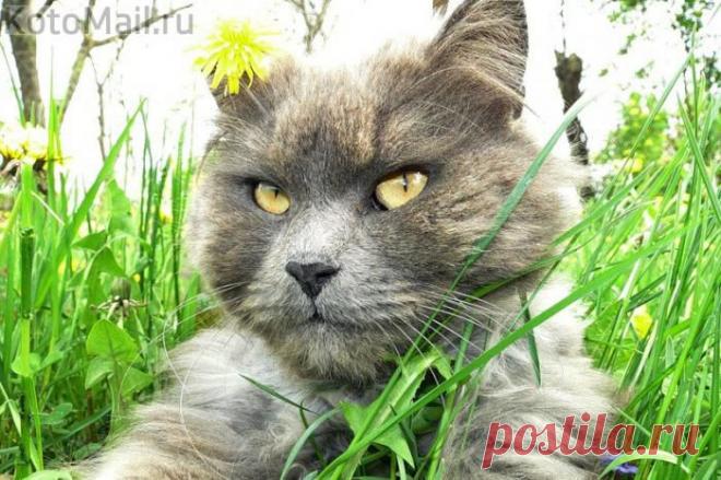 Отличная погода! | KotoMail.ru