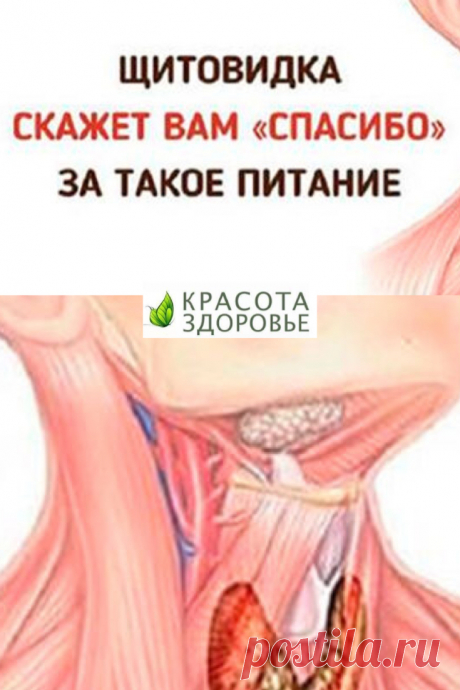 Щитовидка скажет вам «спасибо» за такое питание. От здоровья щитовидной железы зависит многое, поэтому очень важно поддерживать ее в целости и сохранности. А сделать это можно с помощью определенного питания и следования некоторым правилам. ➡️ Кликайте на фото, чтобы прочитать полностью