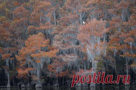 Названы победители конкурса Nature Photographer awards (фото) - Новости Mail.ru