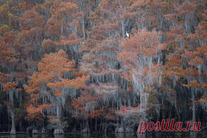 Названы победители конкурса Nature Photographer awards (фото) - Новости Mail.ru