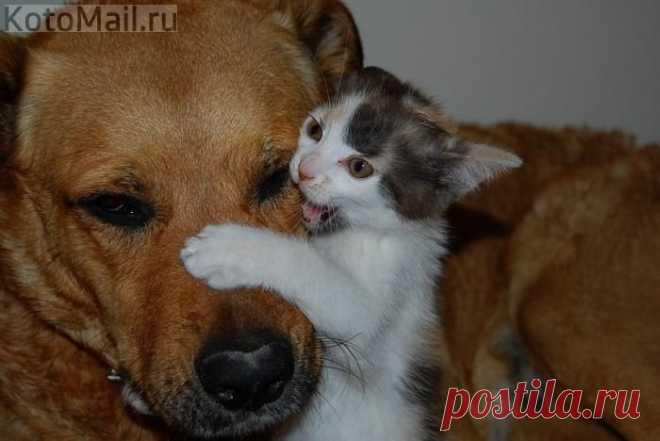 Повезло малышу, пес оказался добрым и терпеливым | KotoMail.ru