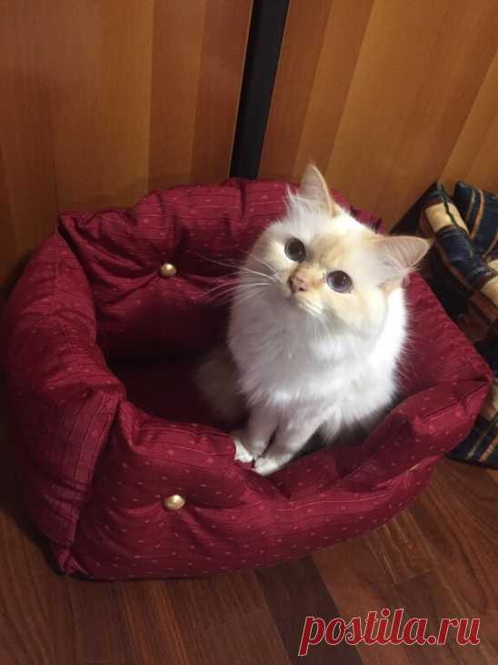 Диванчик для кота Диванчик для котаДаже котам важно иметь свое место, на которое никто кроме них не посягает.