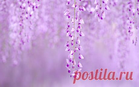 Новые фотографии природа весна.