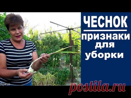 По каким признакам выкапывать чеснок  чтобы он хорошо хранился