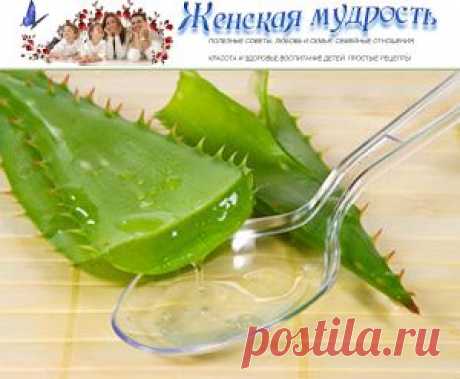 Столетник или алое вера для домашнего лечения