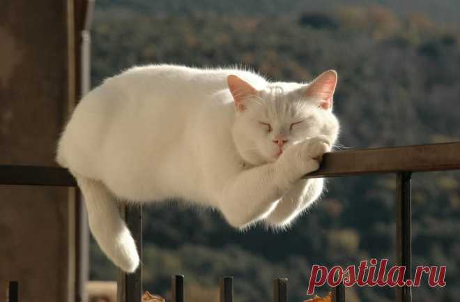 Не будите спящего кота! Смешные фото - Кот, пёс и я