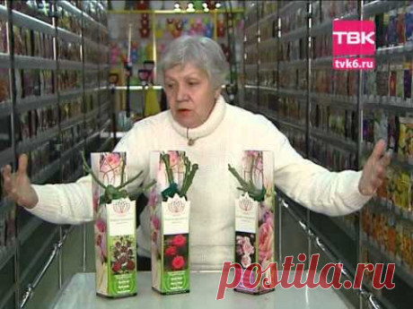 Советы тети Тани. Розы из Сербии.