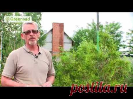 Как размножать и выращивать туи