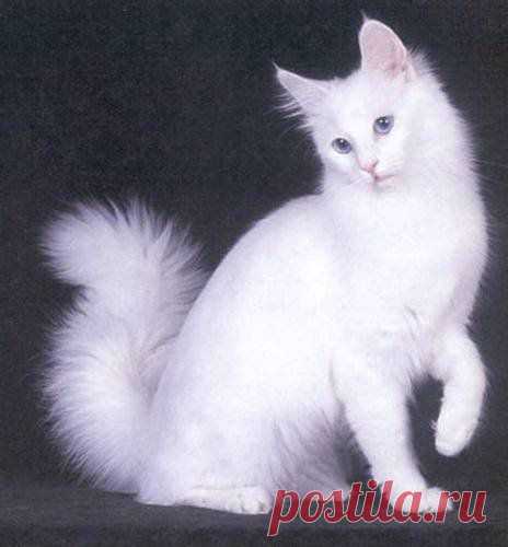 Белые кошки (16 красивых фото)