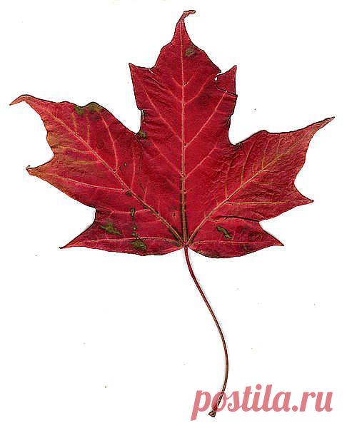 трафарет для декора пара лебедя бесплатно: 169 изображений найдено в Яндекс.Картинках