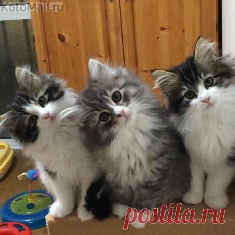 Начинаем зарядку! | KotoMail.ru