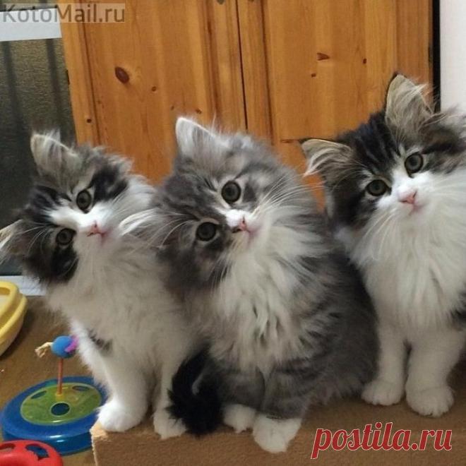 Начинаем зарядку! | KotoMail.ru