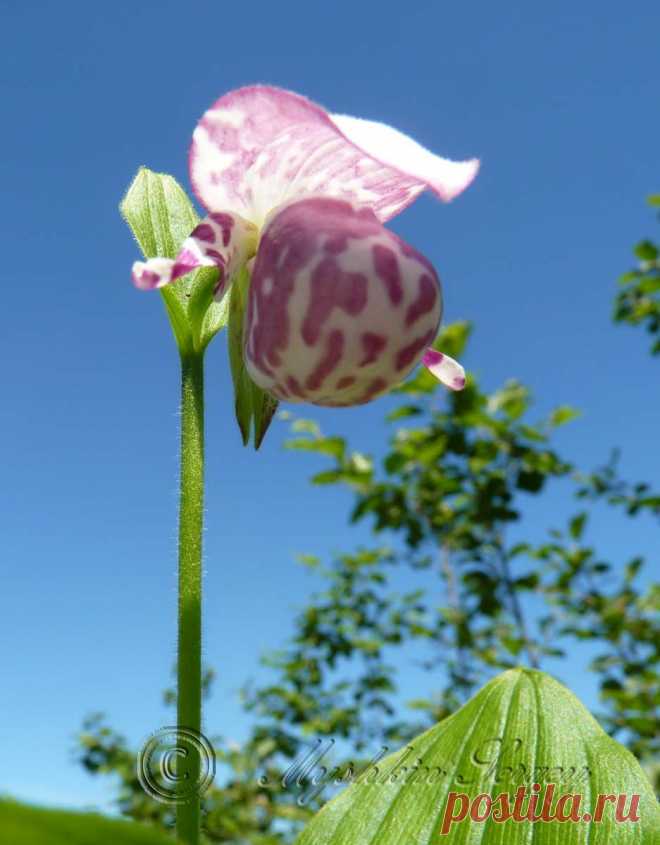 "кукушкины башмачки" народное название,амурская обл.2013г.