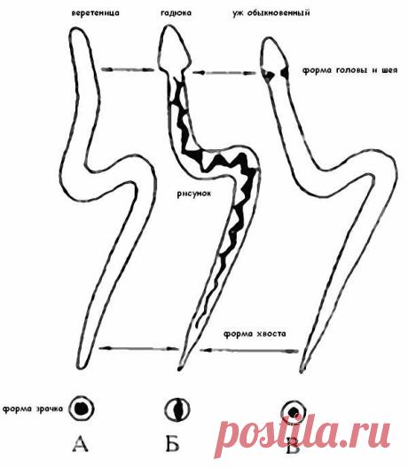 Укусы змей и пауков: первая помощь, что нельзя делать, что нужно, след от укуса ядовитой змеи — Чудеса