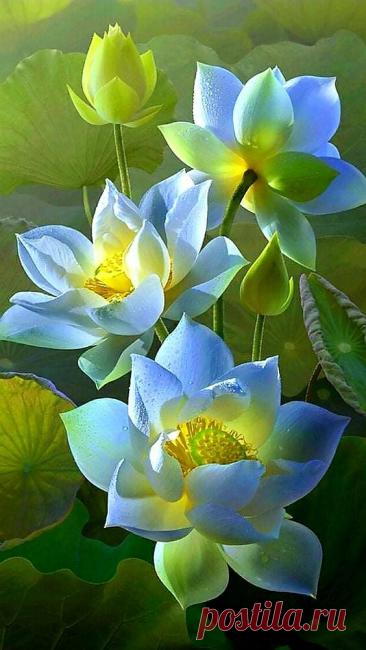 Пин на доске ЦВЕТЫ