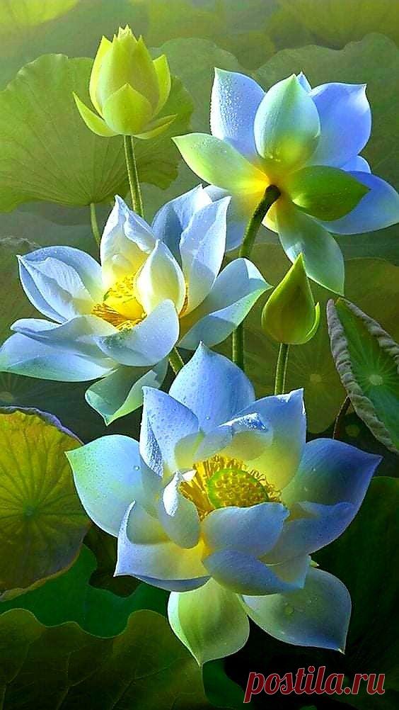 Пин на доске ЦВЕТЫ