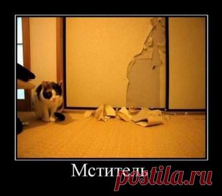 Как вычислить “кошатника"(55 фото)