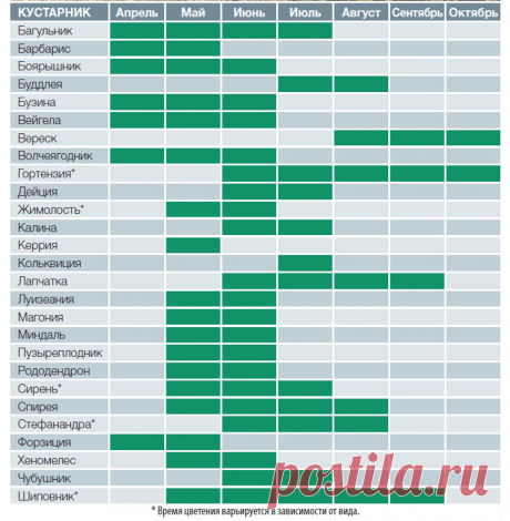 Декоративные кустарники: календарь цветения - Садоводка