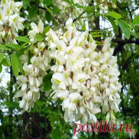 Не хуже «Битнера» | Друг пенсионера
Наверно, всем сегодня известен бальзам «Битнер». Его эффективность проверена тысячами людей. Но ведь в анналах народной медицины существуют средства ничем не уступающие «Битнеру».