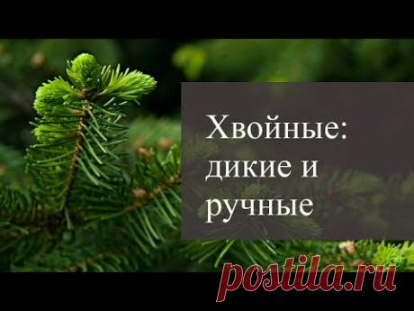 Хвойные: дикие и ручные. Ассортимент для садов Лениградской области.