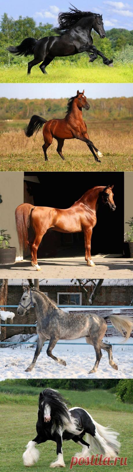 Самые красивые породы лошадей | ТАЙНЫ ВСЕЛЕННОЙ