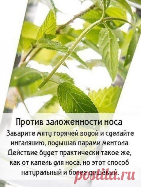 Фото / Еда и напитки / Витамины / Pinme.ru / Ксю Зая