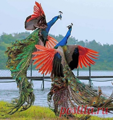 WOA Animal – Google+