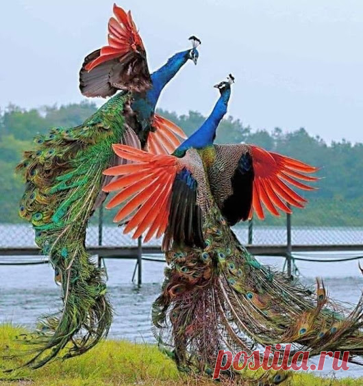 WOA Animal – Google+