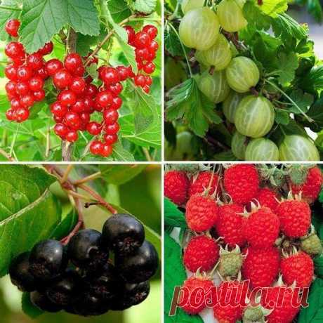 Осенние подкормки для плодовых кустарников.