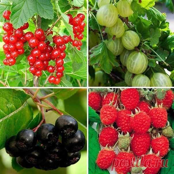 Осенние подкормки для плодовых кустарников.